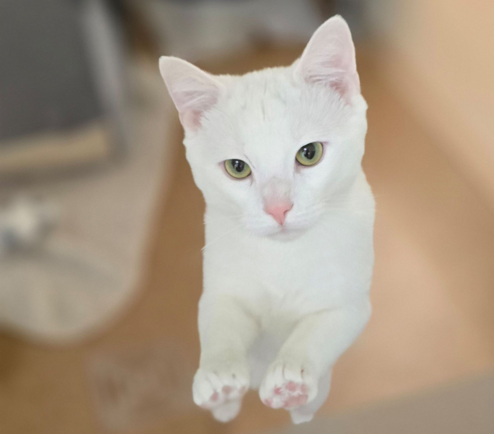 Dave an der Glasscheibe Der weiße Kater Dave drückt beide Vorderpfoten gegen eine Glasscheibe und blickt zur Kamera.