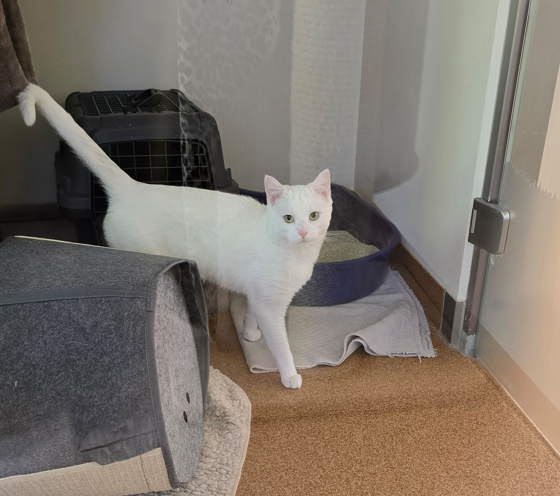 Dave mit erhobenem Schwanz Der weiße Kater Dave steht mit erhobenem Schwanz zwischen einer Kratztonne und einem Katzenbett.