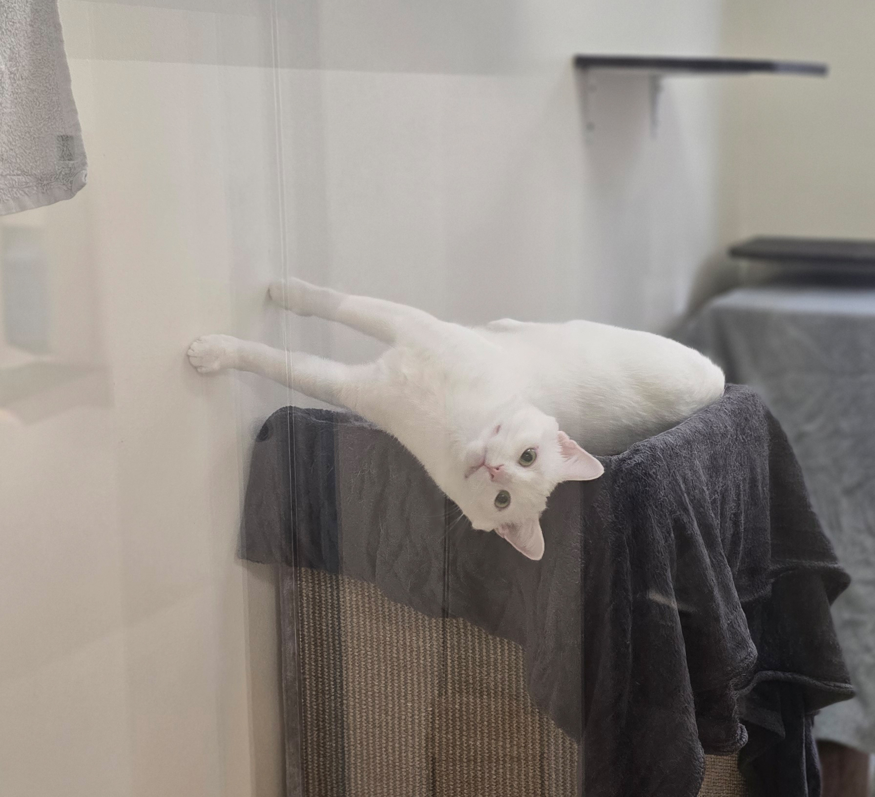 Dave auf einer Kratztonne Der weiße Kater Dave liegt seitlich auf einer mit einem dunklen Handtuch bedeckten Kratztonne.