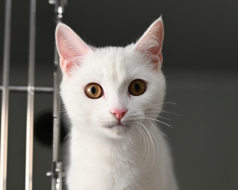 Esko – weißer Kater in der Katzenquarantäne Esko