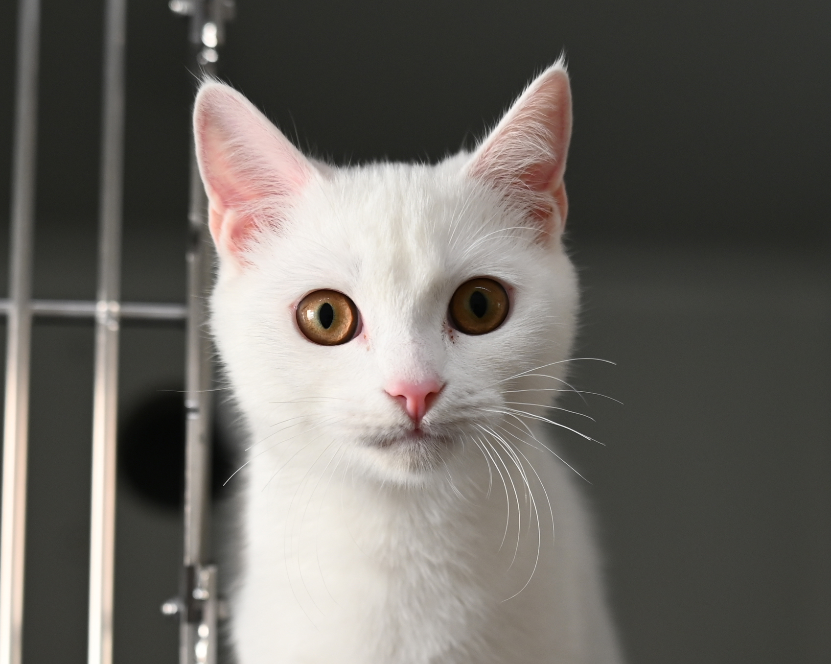 Esko – weißer Kater in der Katzenquarantäne Esko, ein weißer Kater, steht in der Katzenquarantäne vor einem dunklen Hintergrund.