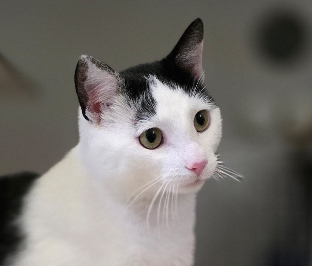 Schwarz-weißer Kater Felix im Katzenhaus.
