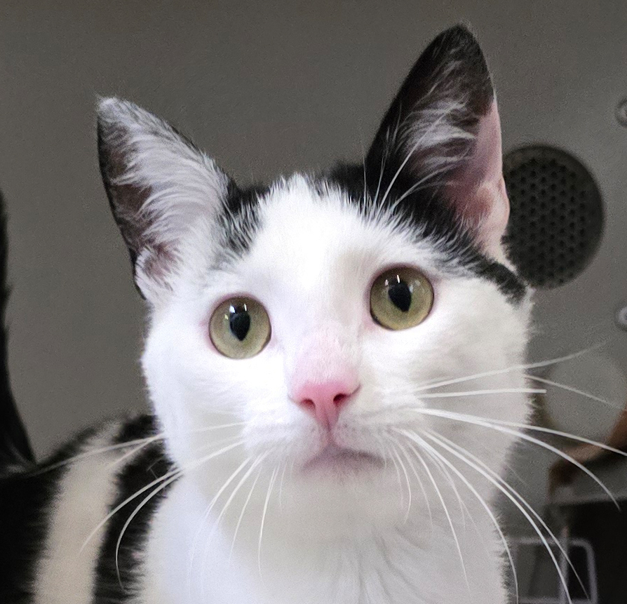 Schwarz-weißer Kater Felix im Katzenhaus.