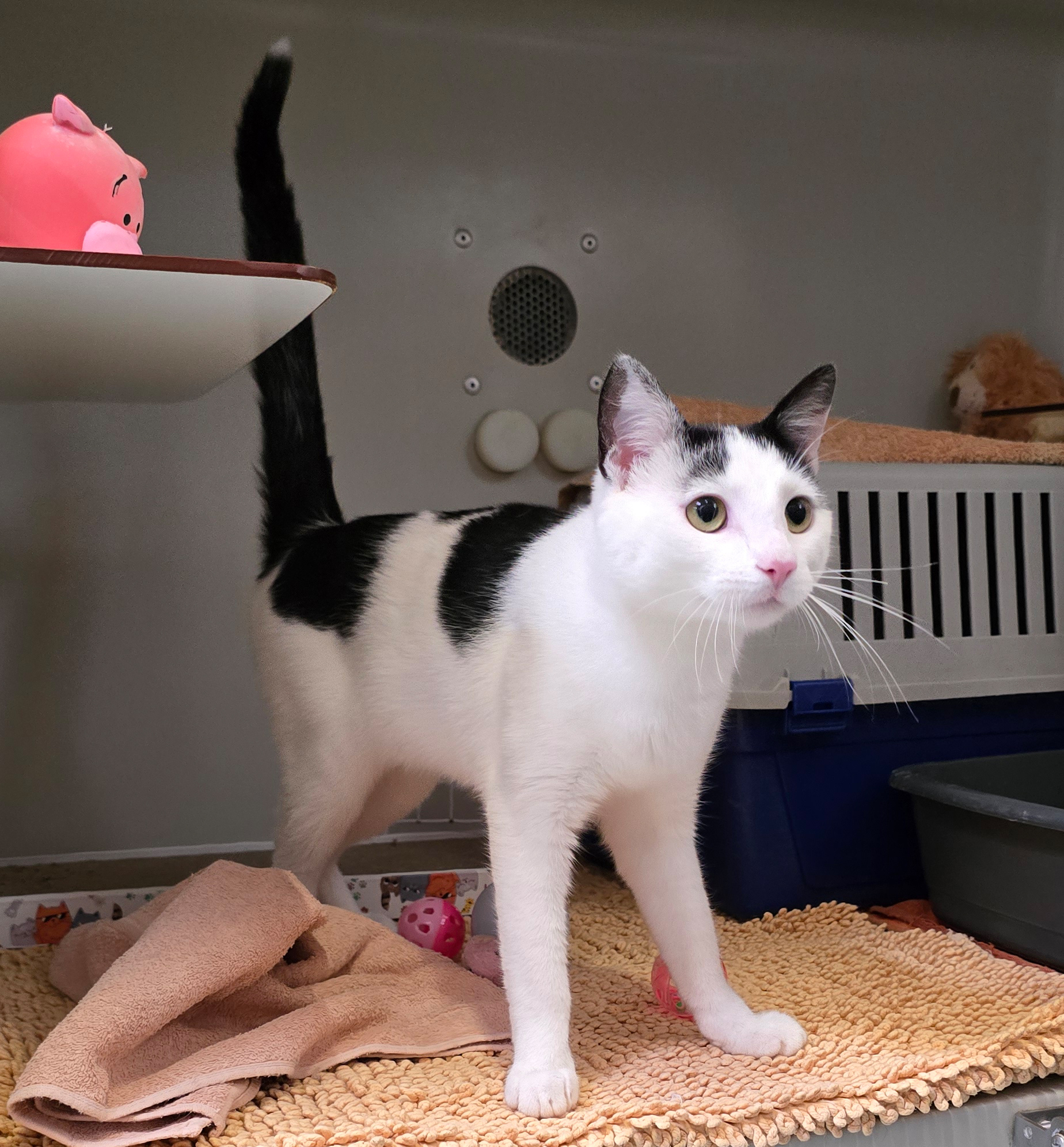 Schwarz-weißer Kater Felix im Katzenhaus.