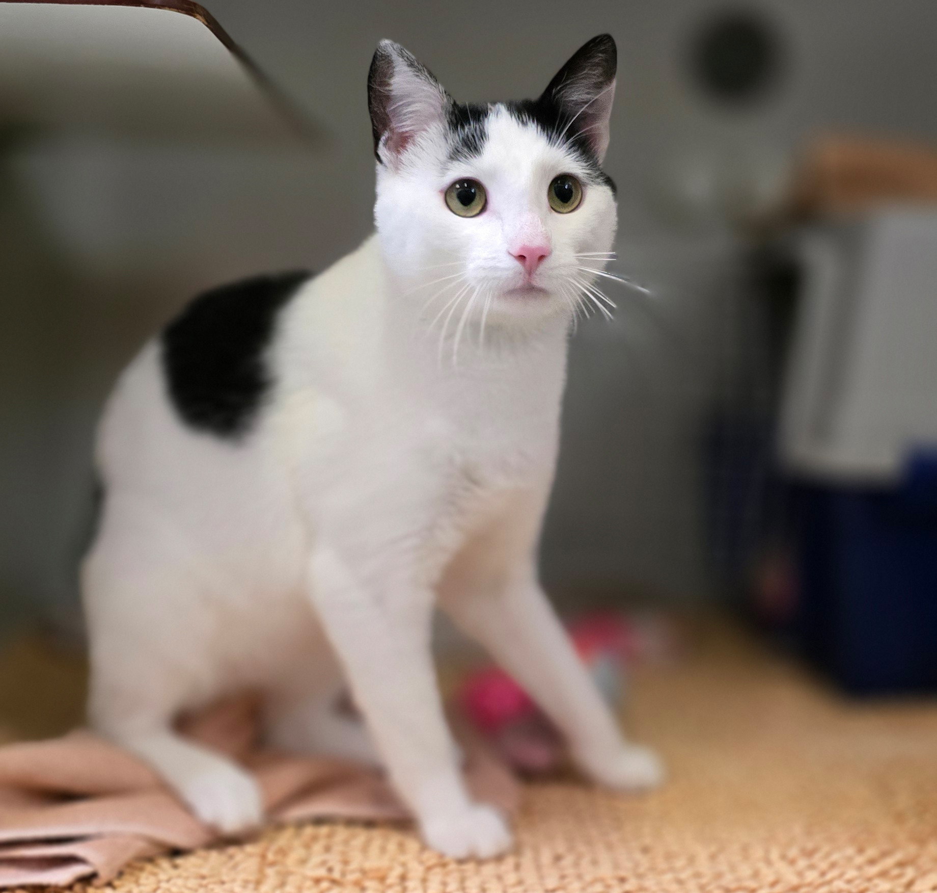 Schwarz-weißer Kater Felix im Katzenhaus.