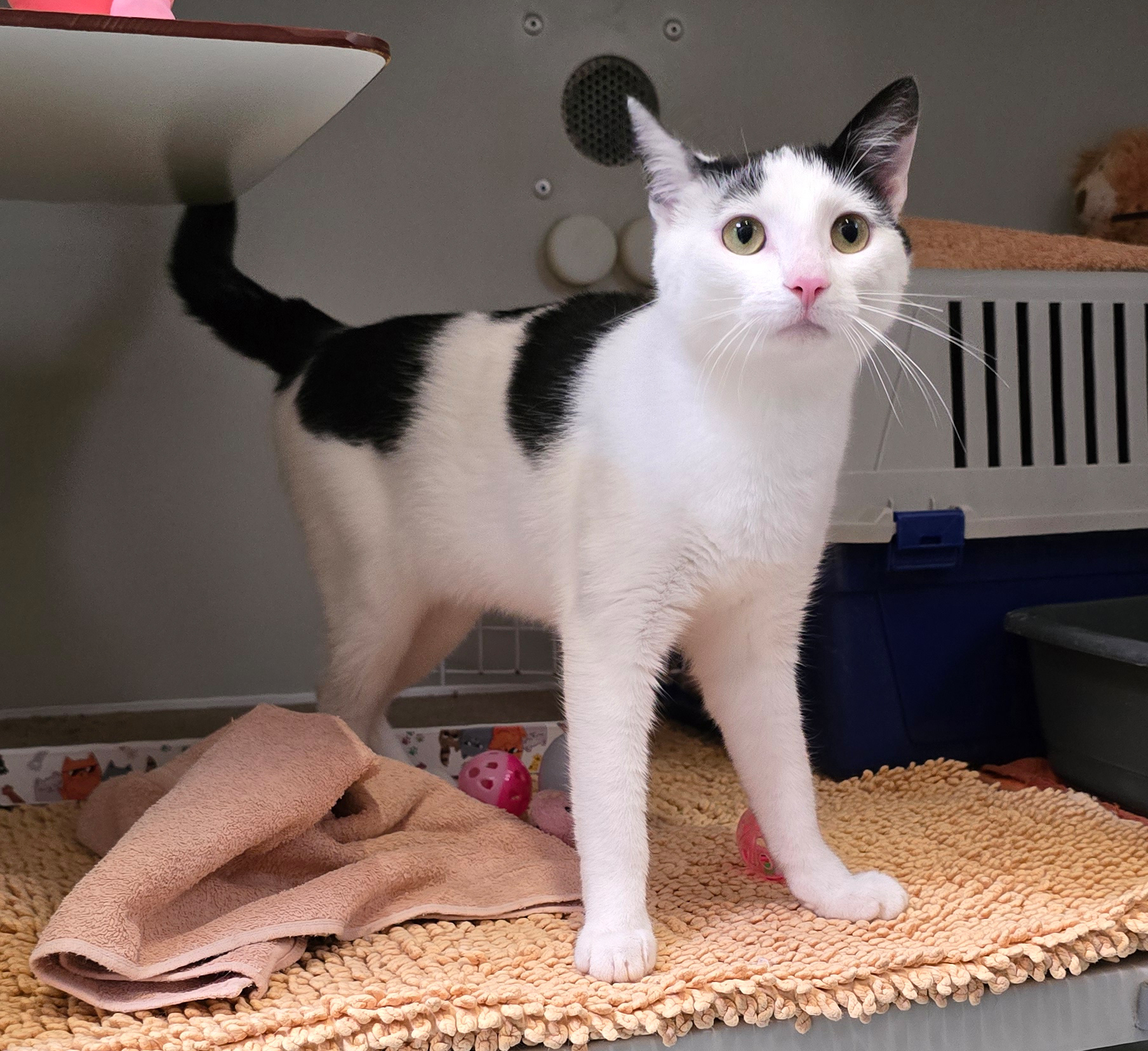 Schwarz-weißer Kater Felix im Katzenhaus.