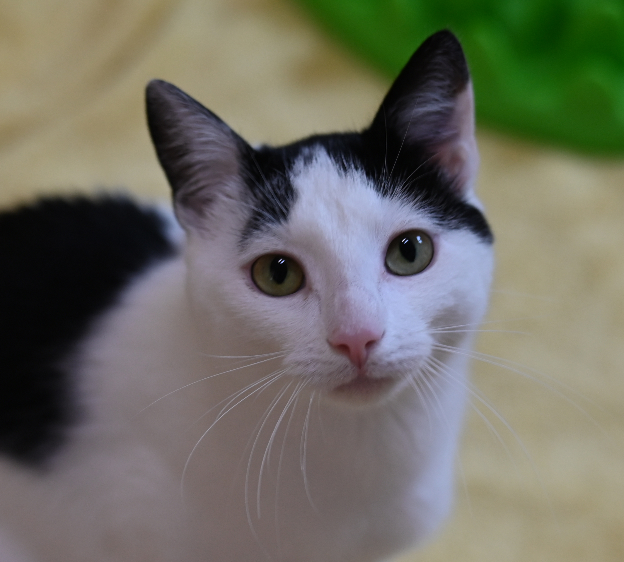 Schwarz-weißer Kater Felix im Katzenhaus.
