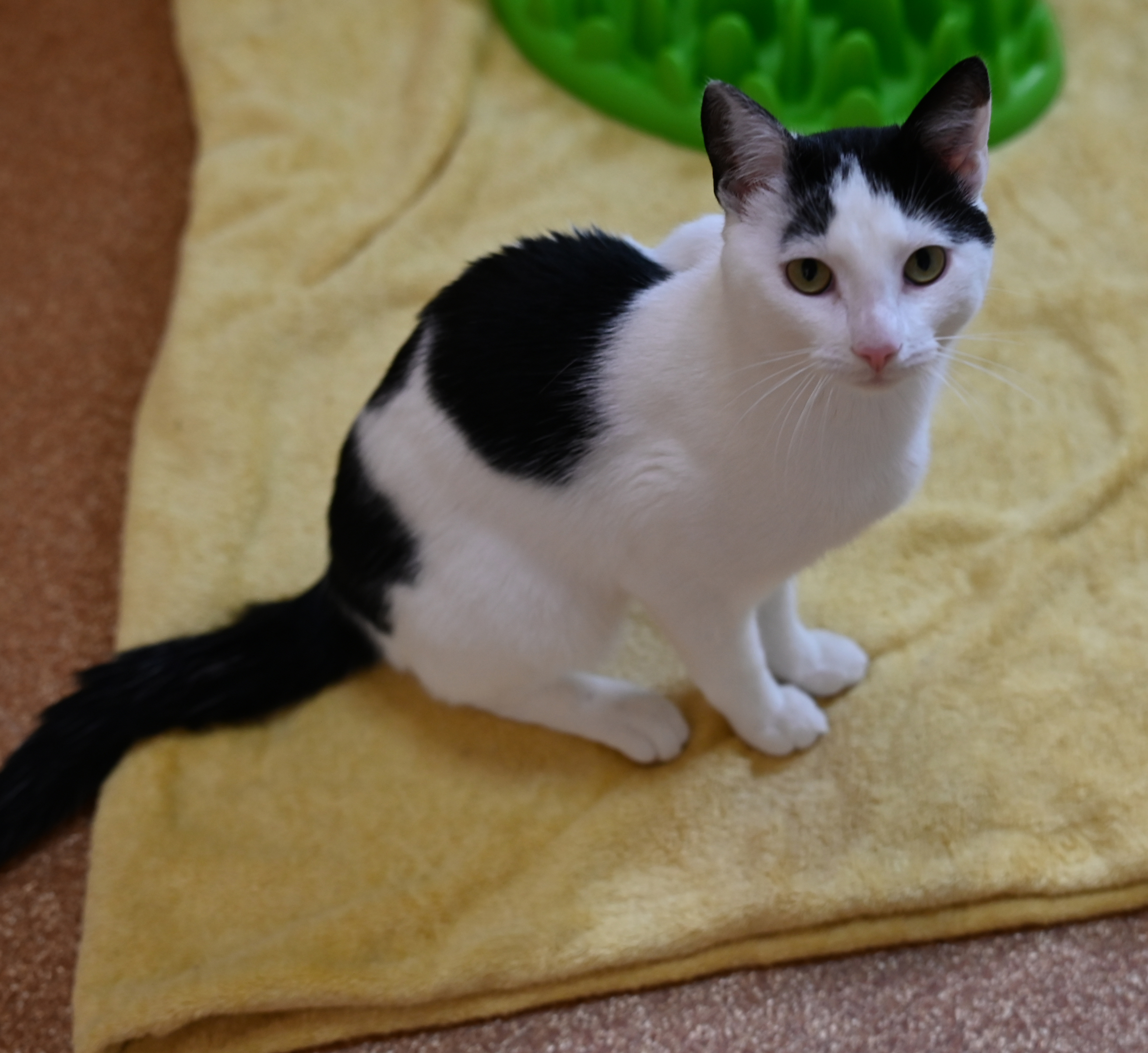 Schwarz-weißer Kater Felix im Katzenhaus.
