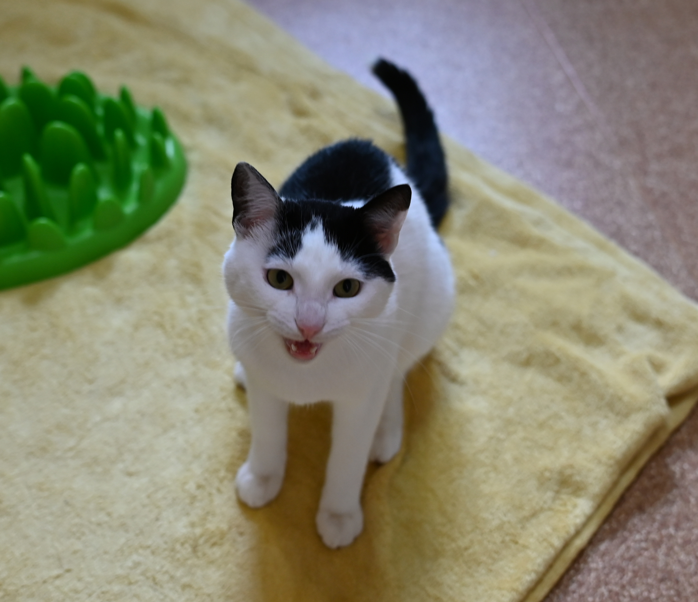 Schwarz-weißer Kater Felix im Katzenhaus.