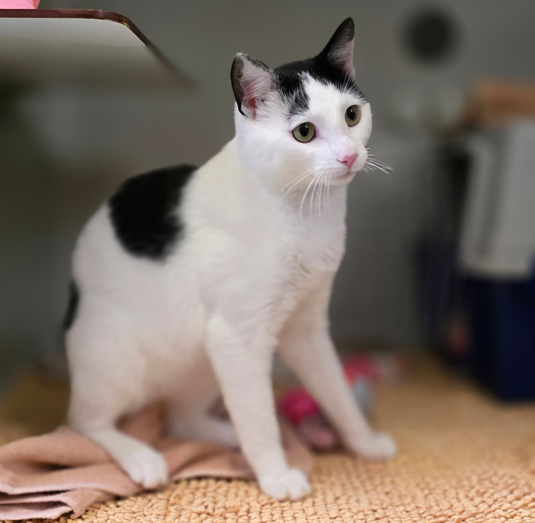 Schwarz-weißer Kater Felix im Katzenhaus.