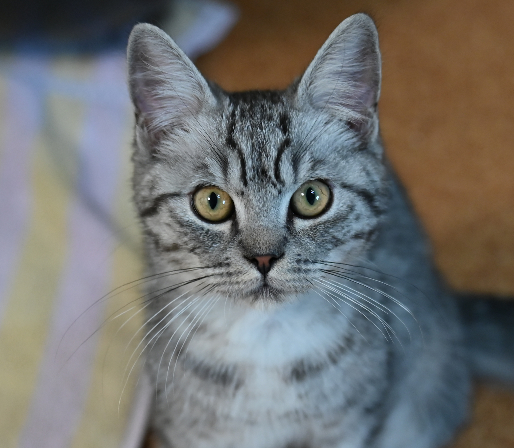 Frederico im Katzenhaus Junger grau getigerter Kater Frederico im Katzenhaus.