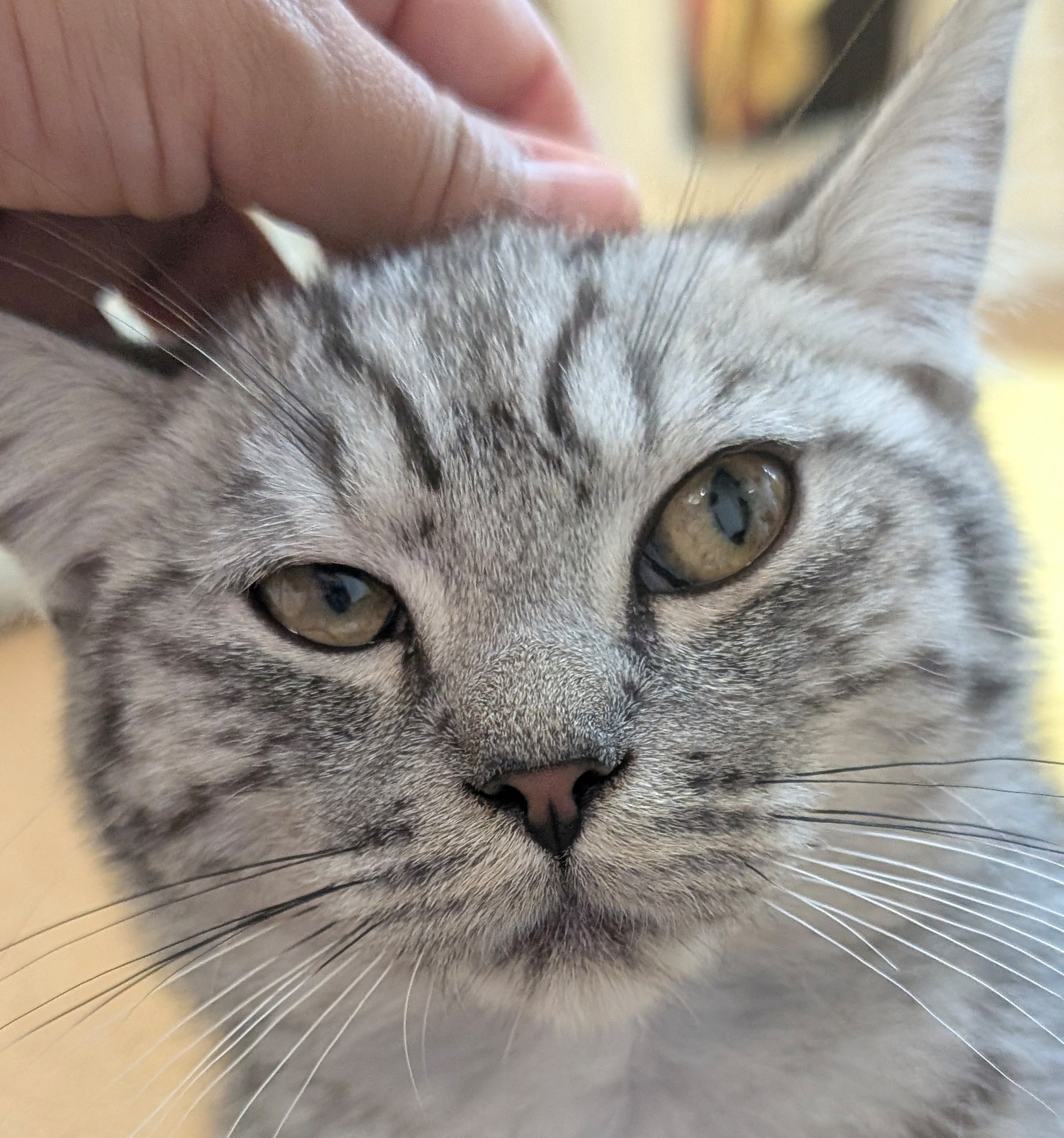 Frederico im Katzenhaus Junger grau getigerter Kater Frederico im Katzenhaus.