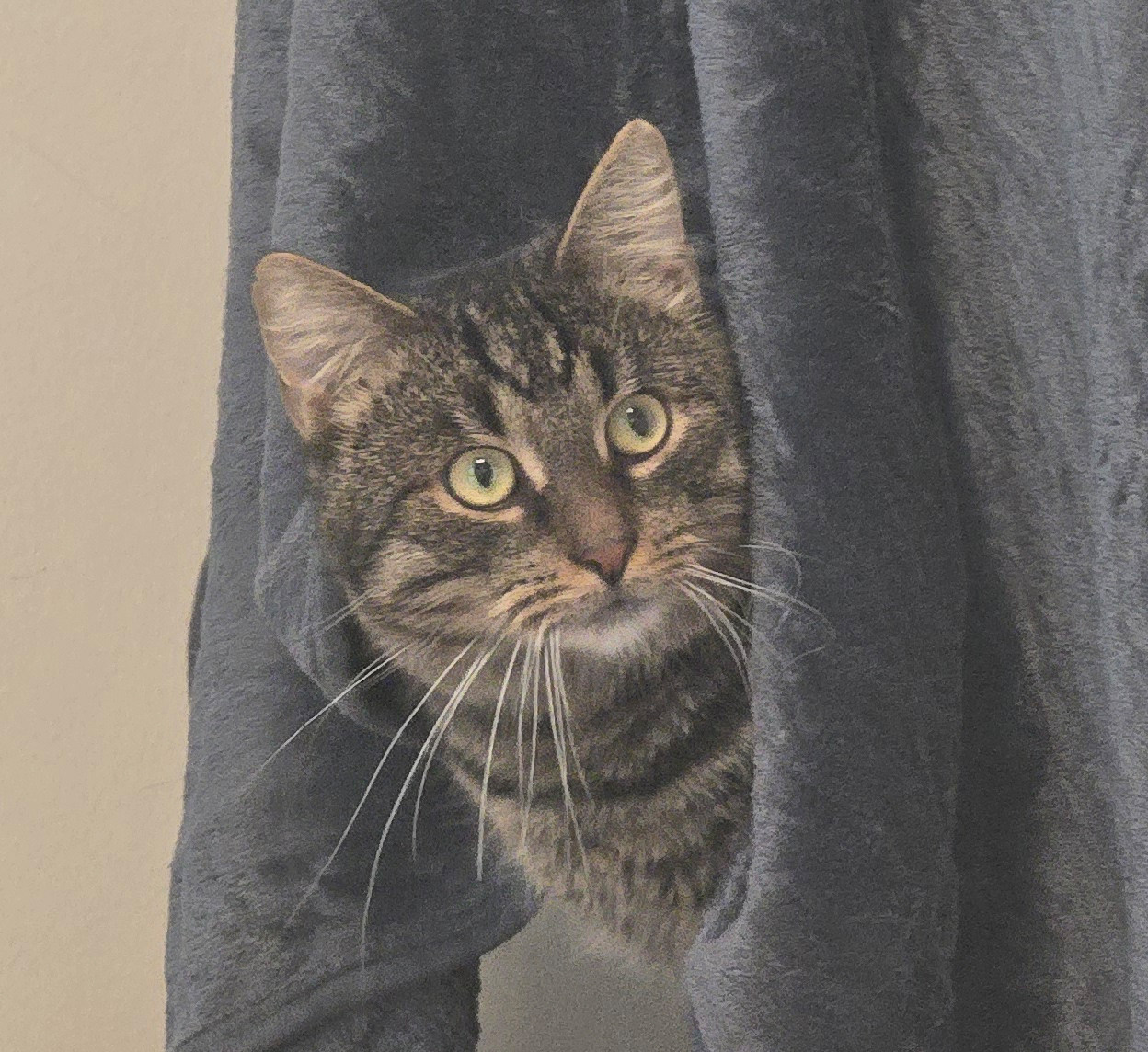 Gabor – getigerter Kater im Katzenhaus Gabor, ein getigerter Kater, liegt im Katzenhaus auf einer weißen Fläche.