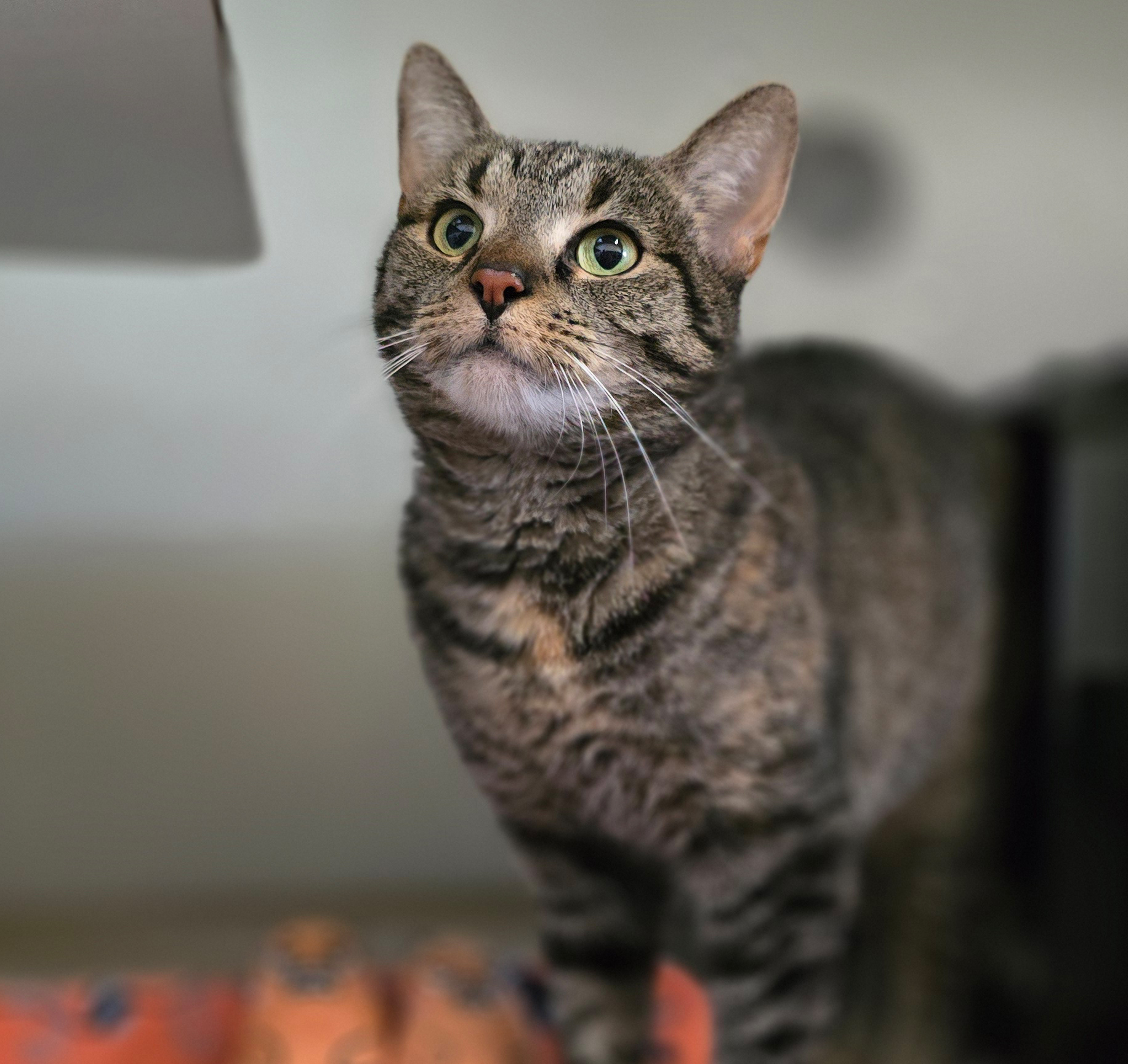 Hase schaut nach oben Getigerte Katze Hase schaut mit aufgerichteten Ohren nach oben.