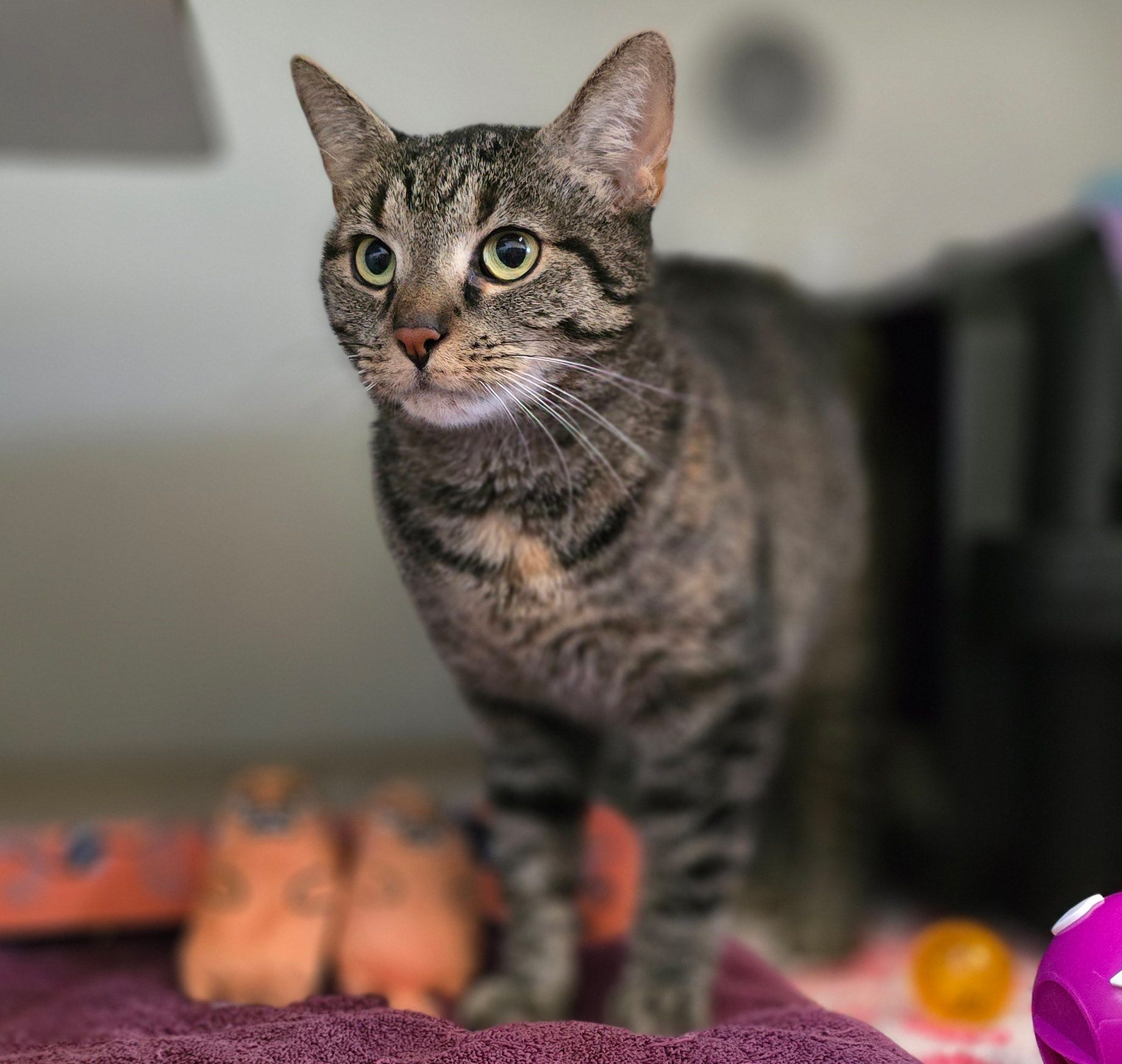 Hase auf einer Decke Getigerte Katze Hase steht auf einer Decke und schaut nach links.