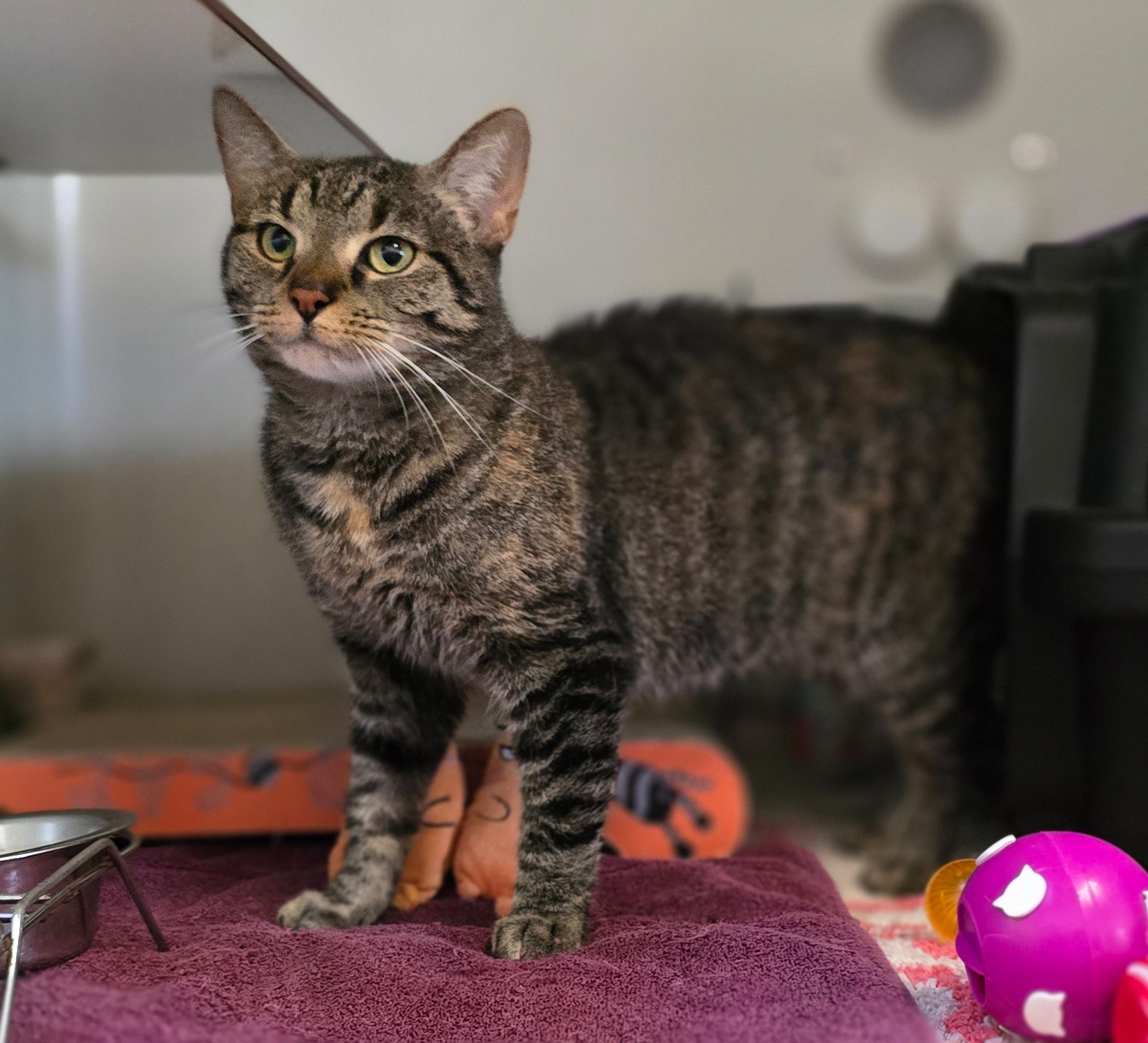 Hase neben einem Spielball Getigerte Katze Hase steht auf einer violetten Decke neben einem bunten Spielball.