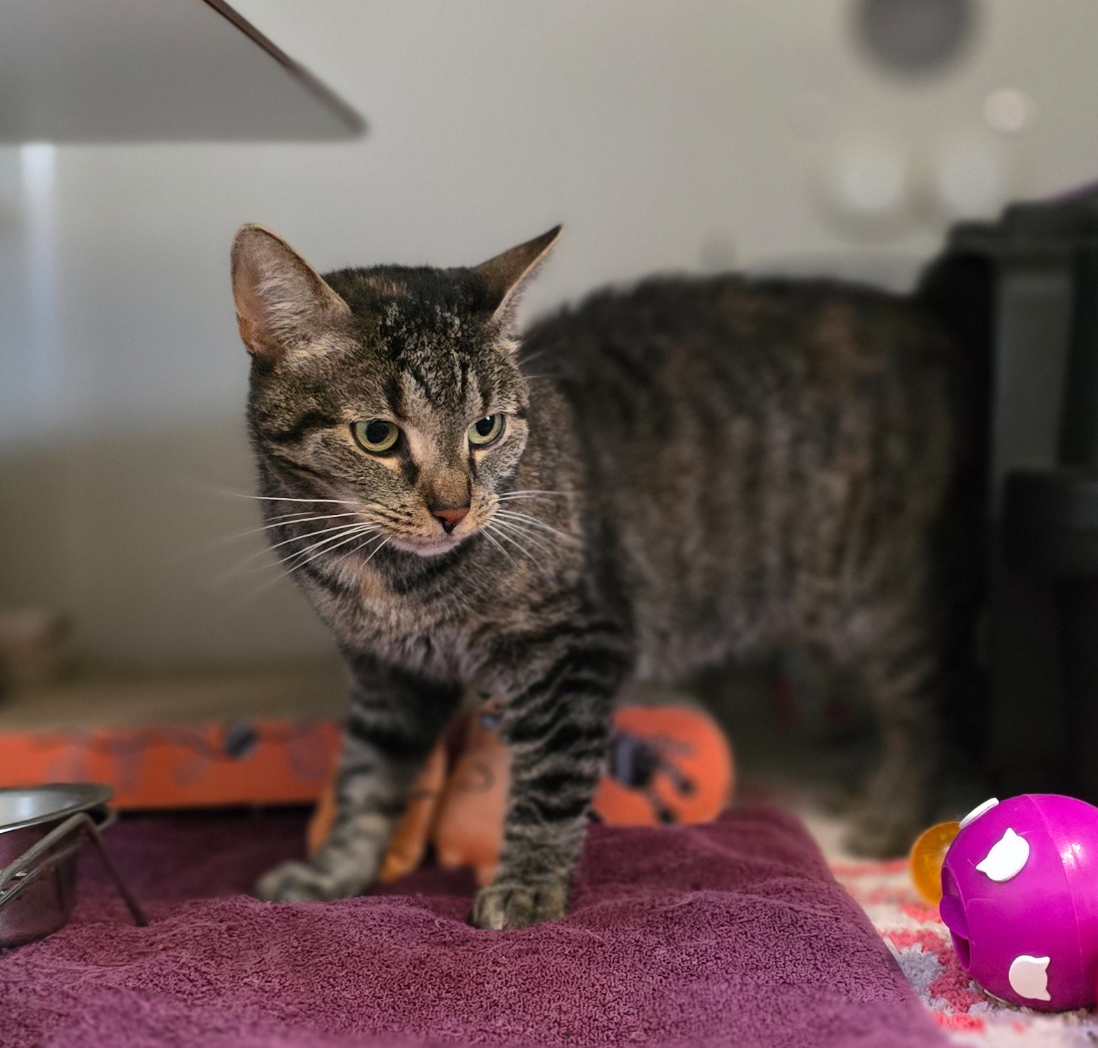 Hase blickt zur Seite Getigerte Katze Hase steht neben einem Spielball und blickt zur Seite.