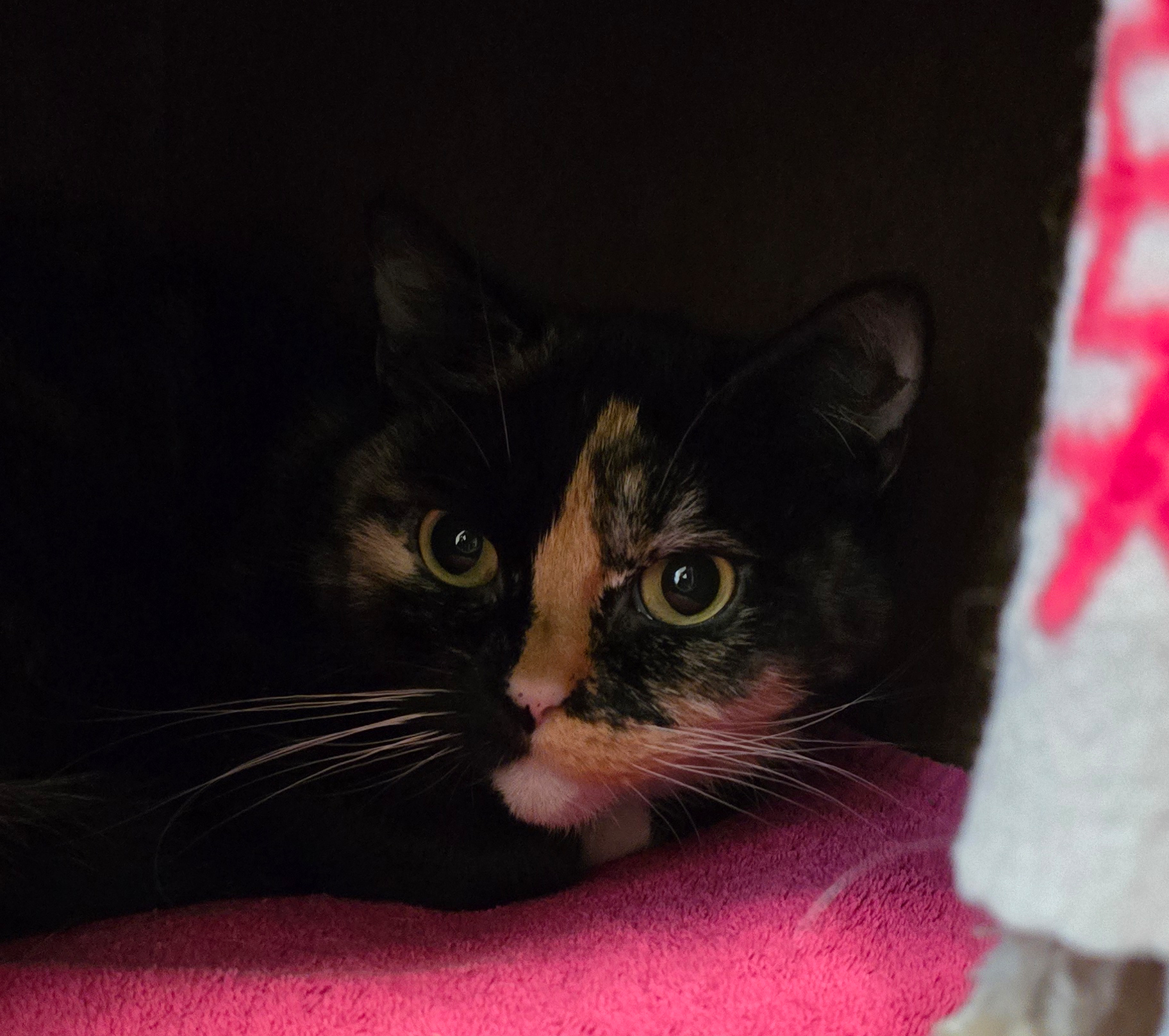 hildeSyssiLilly1-profilbild-20260924