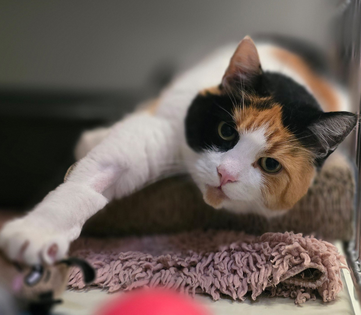 Ilvy streckt die Vorderpfoten aus Dreifarbige Katze Ilvy liegt auf einer Decke und streckt ihre Vorderpfoten aus.