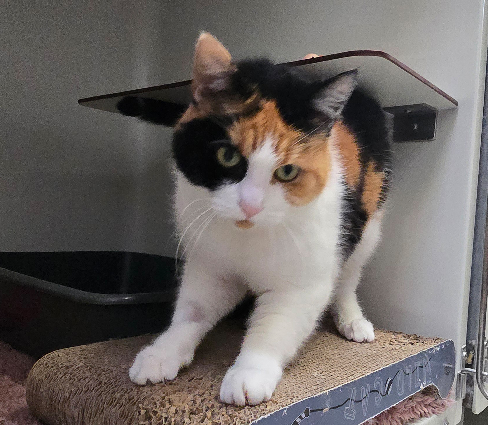 Dreifarbige Katze Ilvy streckt auf einer Kratzfläche ihre Vorderbeine nach vorn.