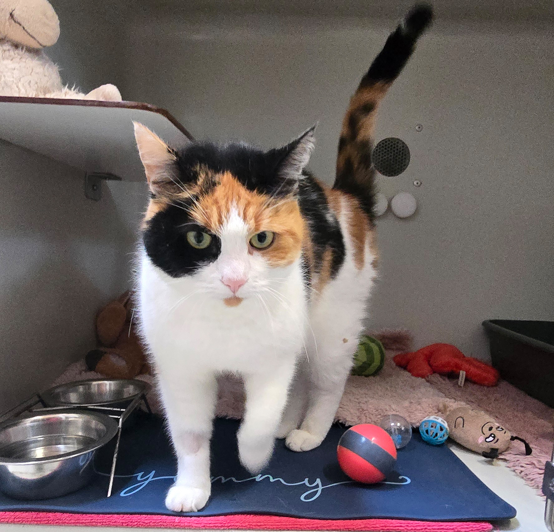 Dreifarbige Katze Ilvy steht mit erhobenem Schwanz neben zwei Näpfen.
