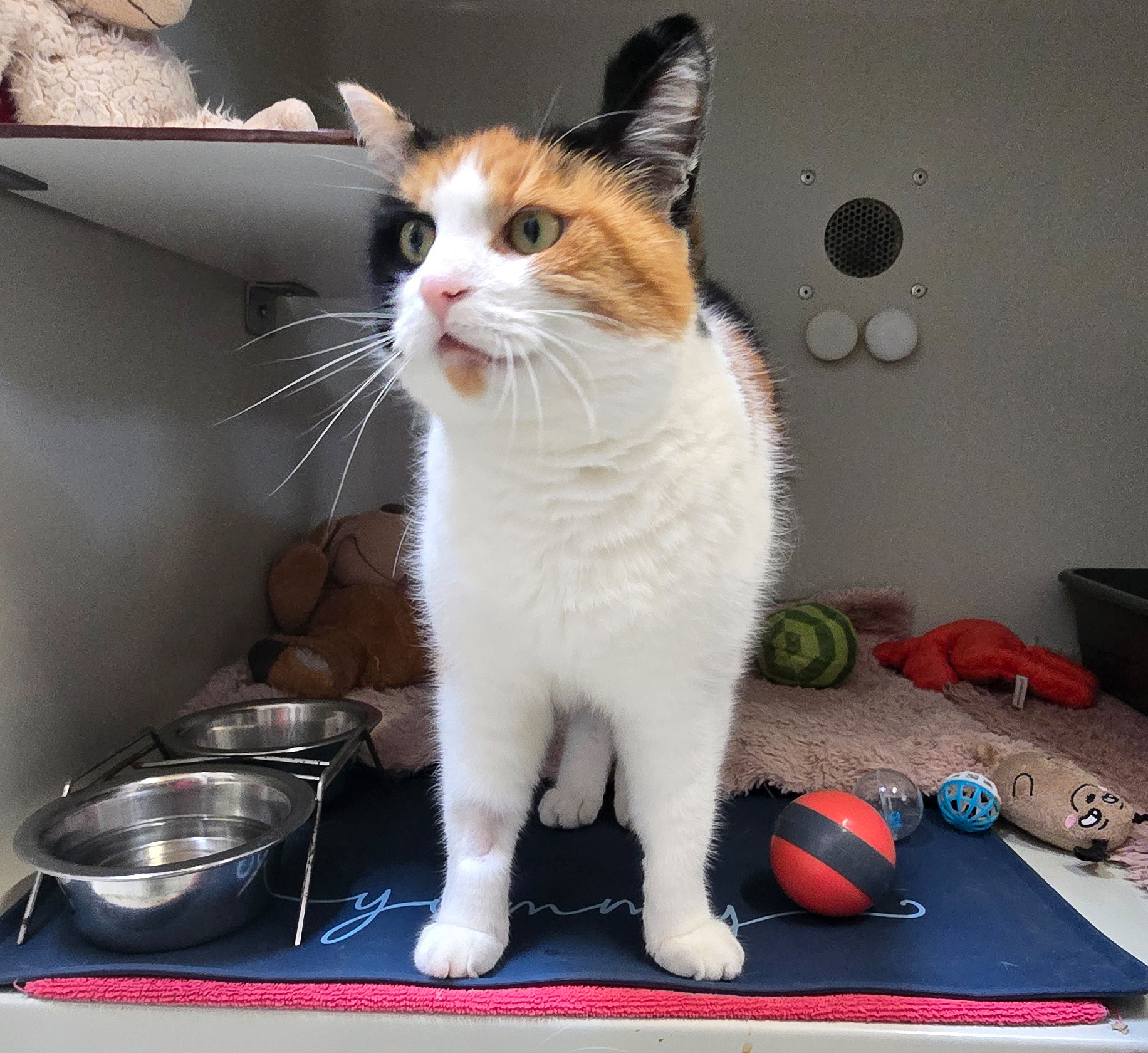Dreifarbige Katze Ilvy steht neben einem rot-schwarzen Spielball und schaut nach oben.