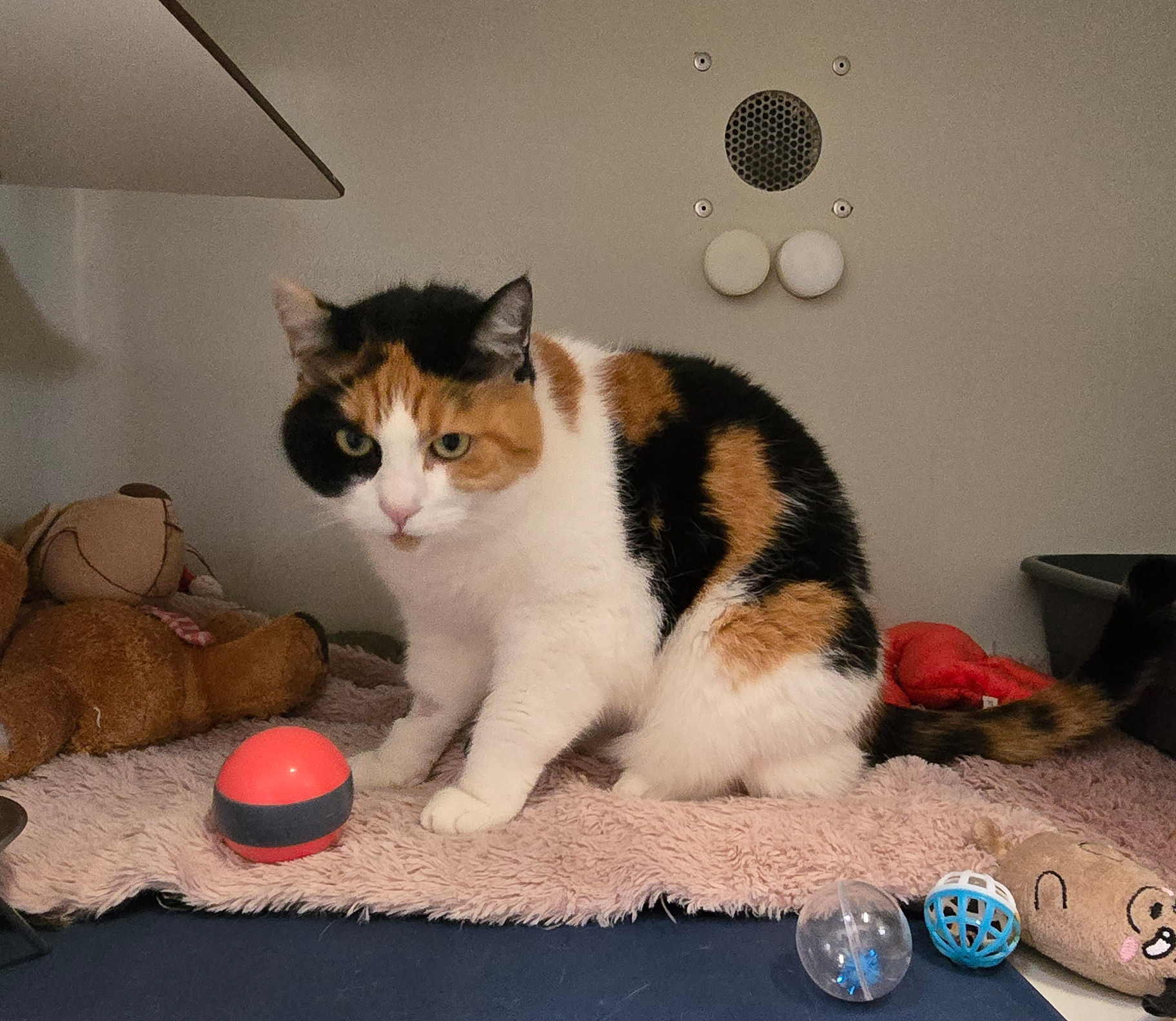 Dreifarbige Katze Ilvy sitzt auf einer hellen Decke neben einem Spielball.