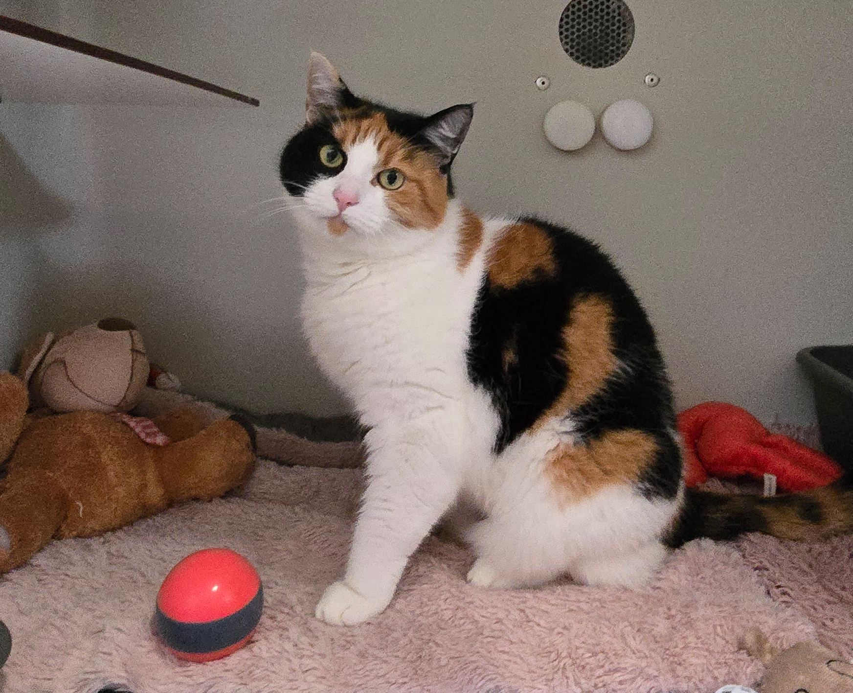 Dreifarbige Katze Ilvy sitzt auf einer Decke und blickt mit aufgerichteten Ohren nach oben.