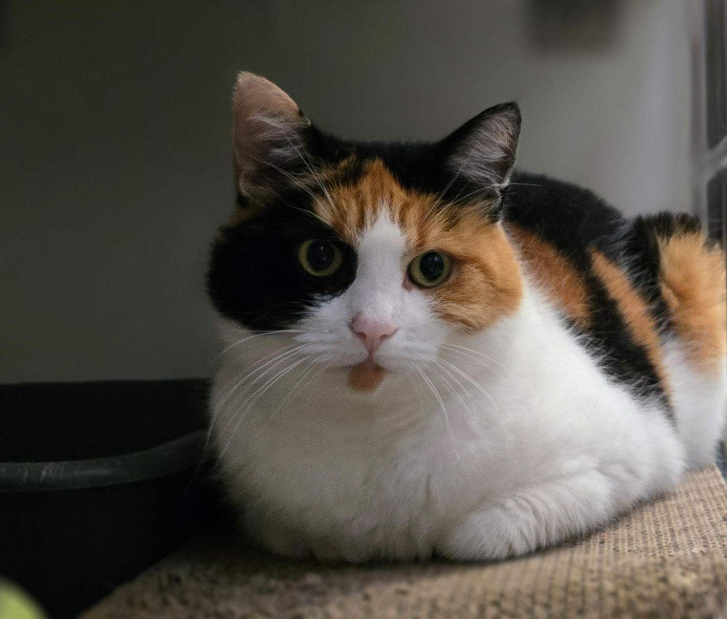 Dreifarbige Katze Ilvy ruht mit angelegten Vorderpfoten auf einer Kratzfläche.