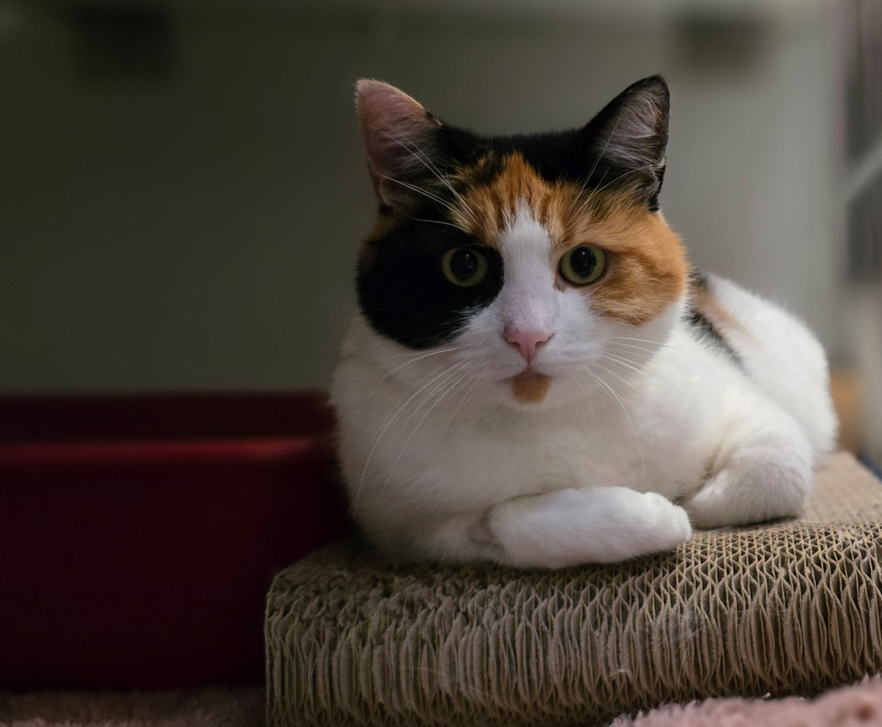 Dreifarbige Katze Ilvy liegt auf einer Kratzfläche und schaut nach vorn.