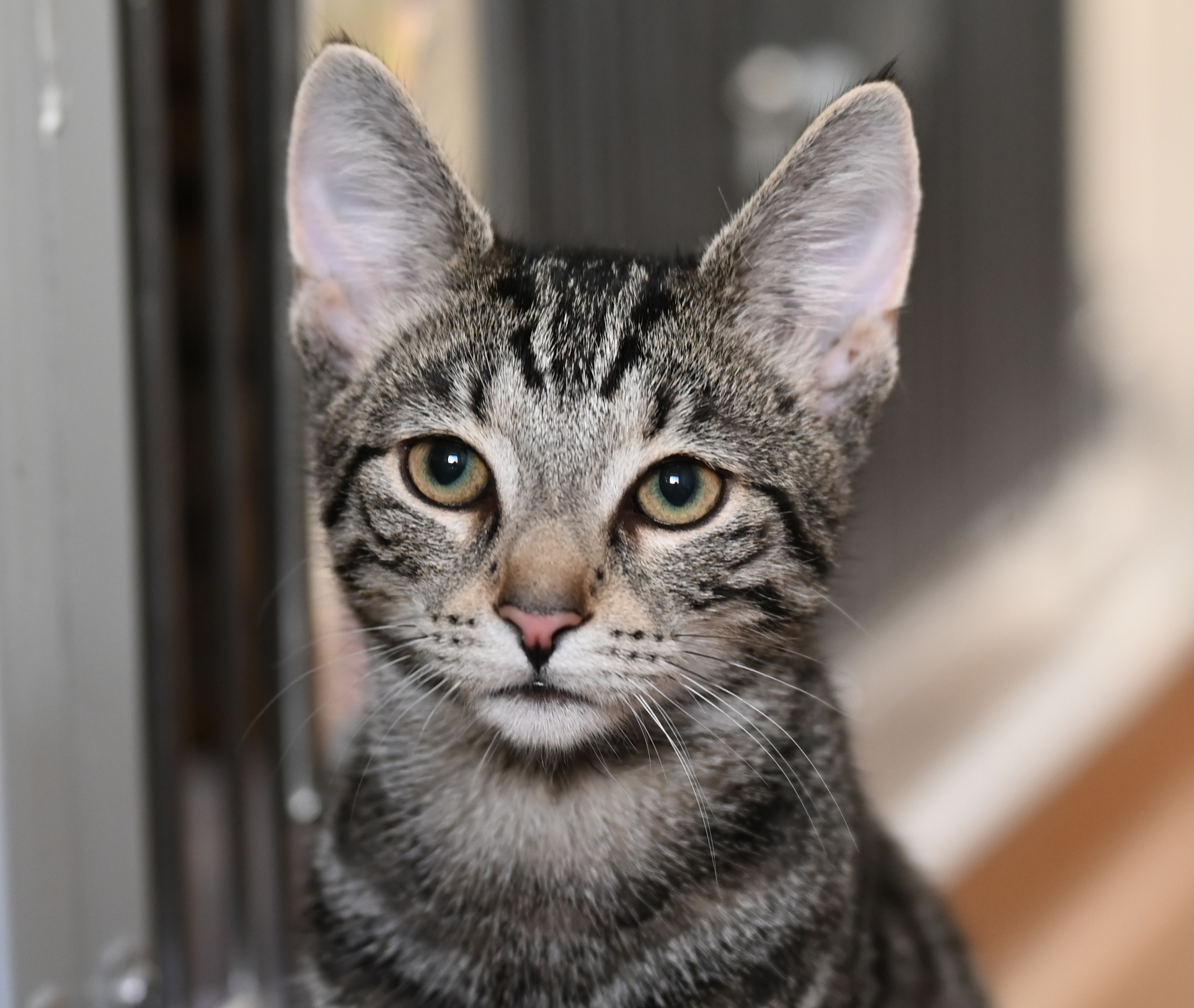 Karlchen – getigerter Kater in der Katzenquarantäne Karlchen, ein getigerter Kater, steht in der Katzenquarantäne vor einer Transportbox.