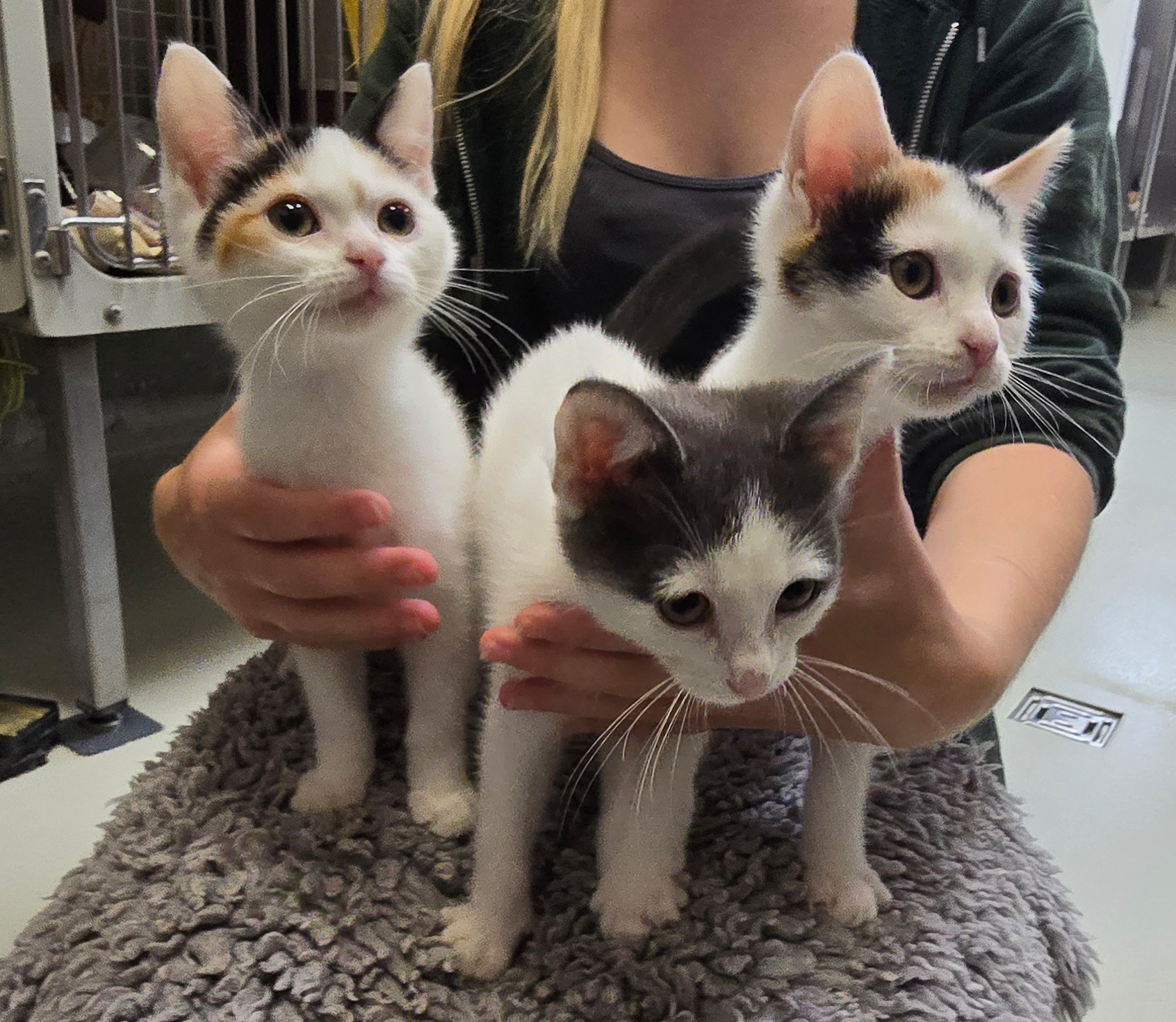 Keiko+Kamea+Kazuo