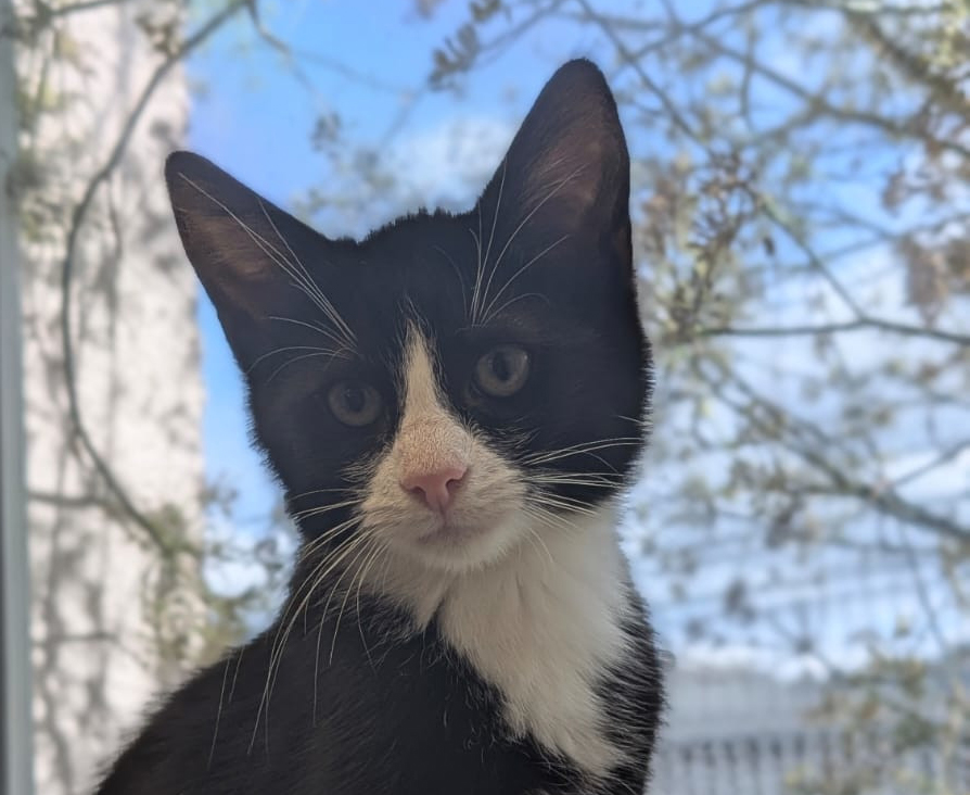 Lukas im Porträt Schwarz-weißer junger Kater Lukas mit weißer Brust vor einem Fenster.