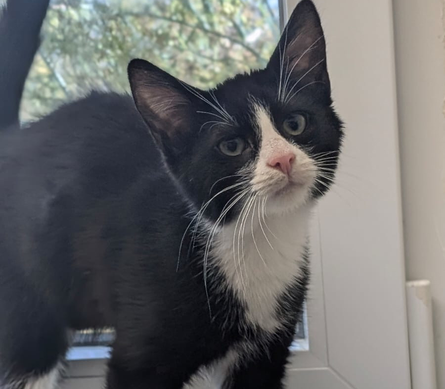 Lukas am Fenster Schwarz-weißer junger Kater Lukas steht am Fenster und blickt nach oben.