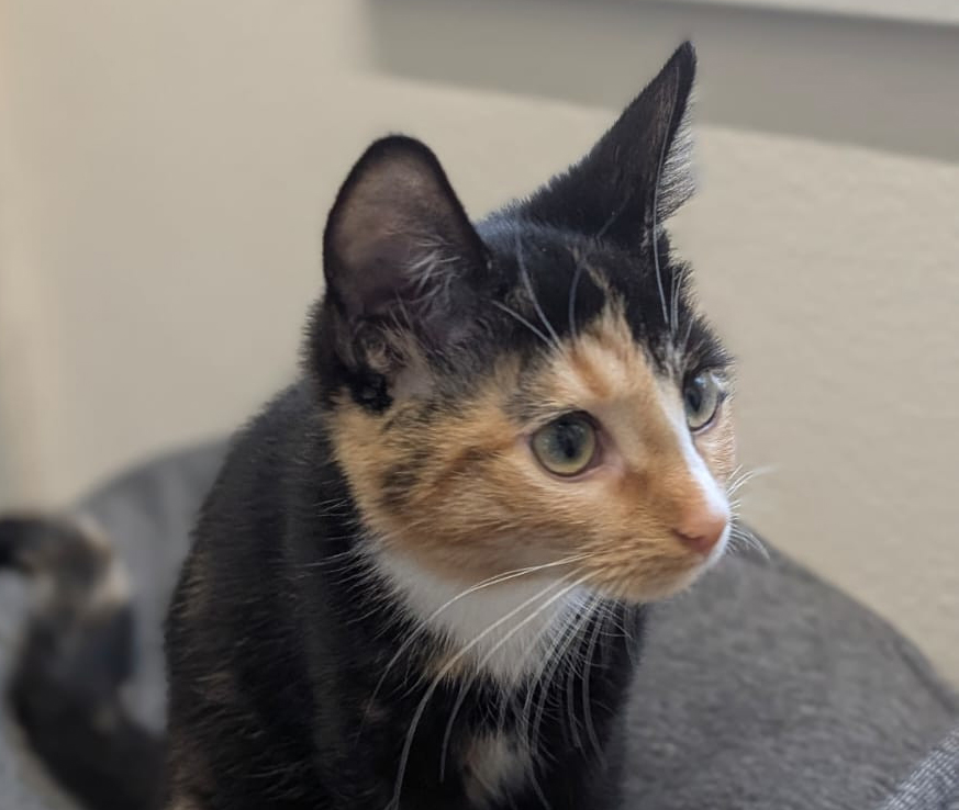 Lulu blickt zur Seite Dreifarbige junge Katze Lulu blickt zur Seite.