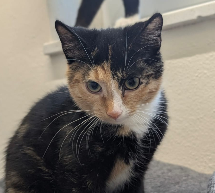 Lulu im Porträt Dreifarbige junge Katze Lulu mit schwarzem, rotem und weißem Fell im Porträt.
