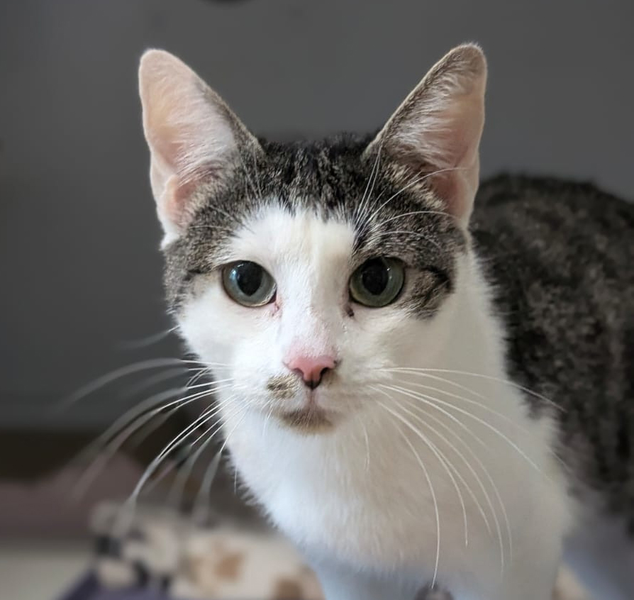 Weiß-getigerte Katze Mimi schaut mit aufgerichteten Ohren in die Kamera.