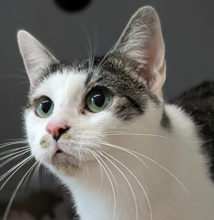 Weiß-getigerte Katze Mimi mit rosa Nase im Porträt.