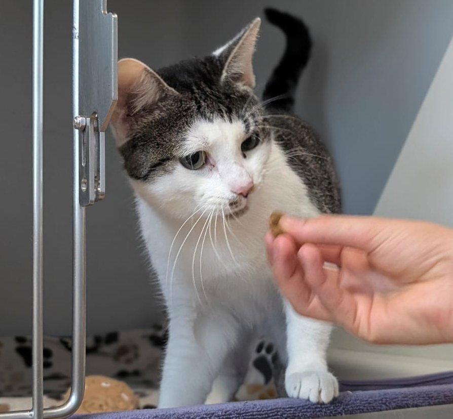 Weiß-getigerte Katze Mimi schnuppert an einem Leckerli in einer ausgestreckten Hand.