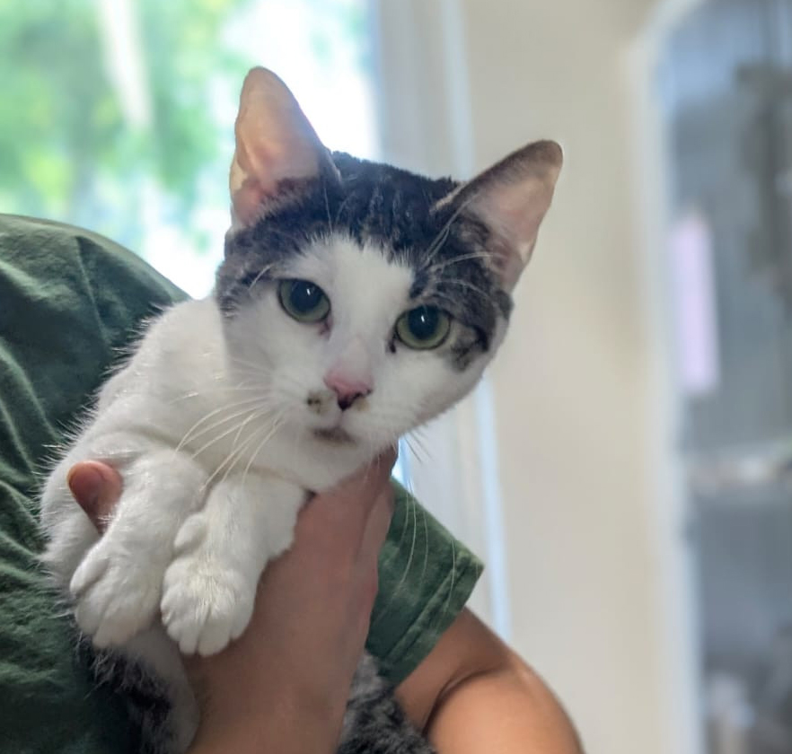 Weiß-getigerte Katze Mimi wird auf dem Arm gehalten.