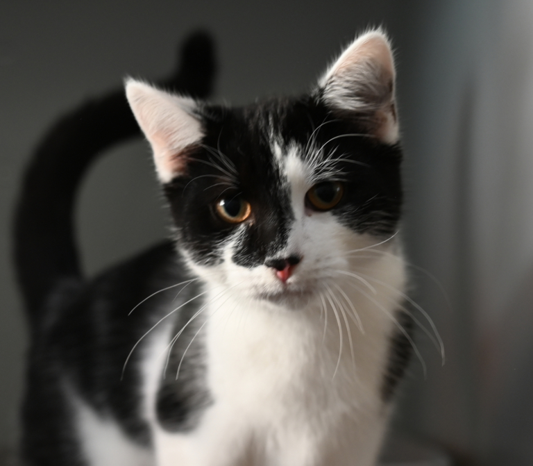 Miro