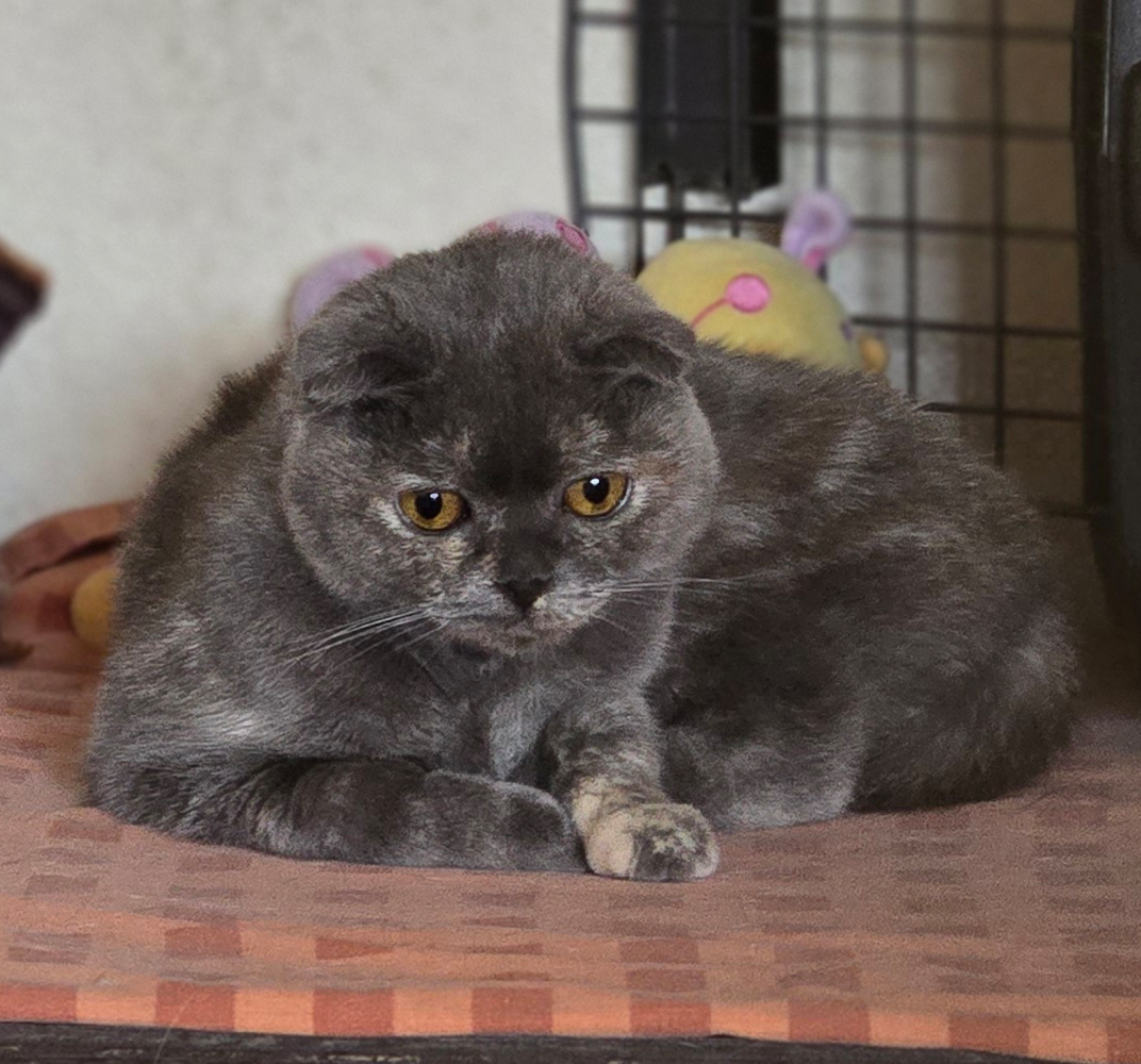 Nastasia – Tierprofil Graue Scottish-Fold-Katze Nastasia sitzt im Tierheim.