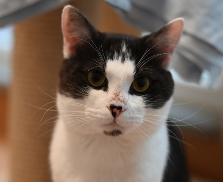 Nax im Katzenhaus Nox