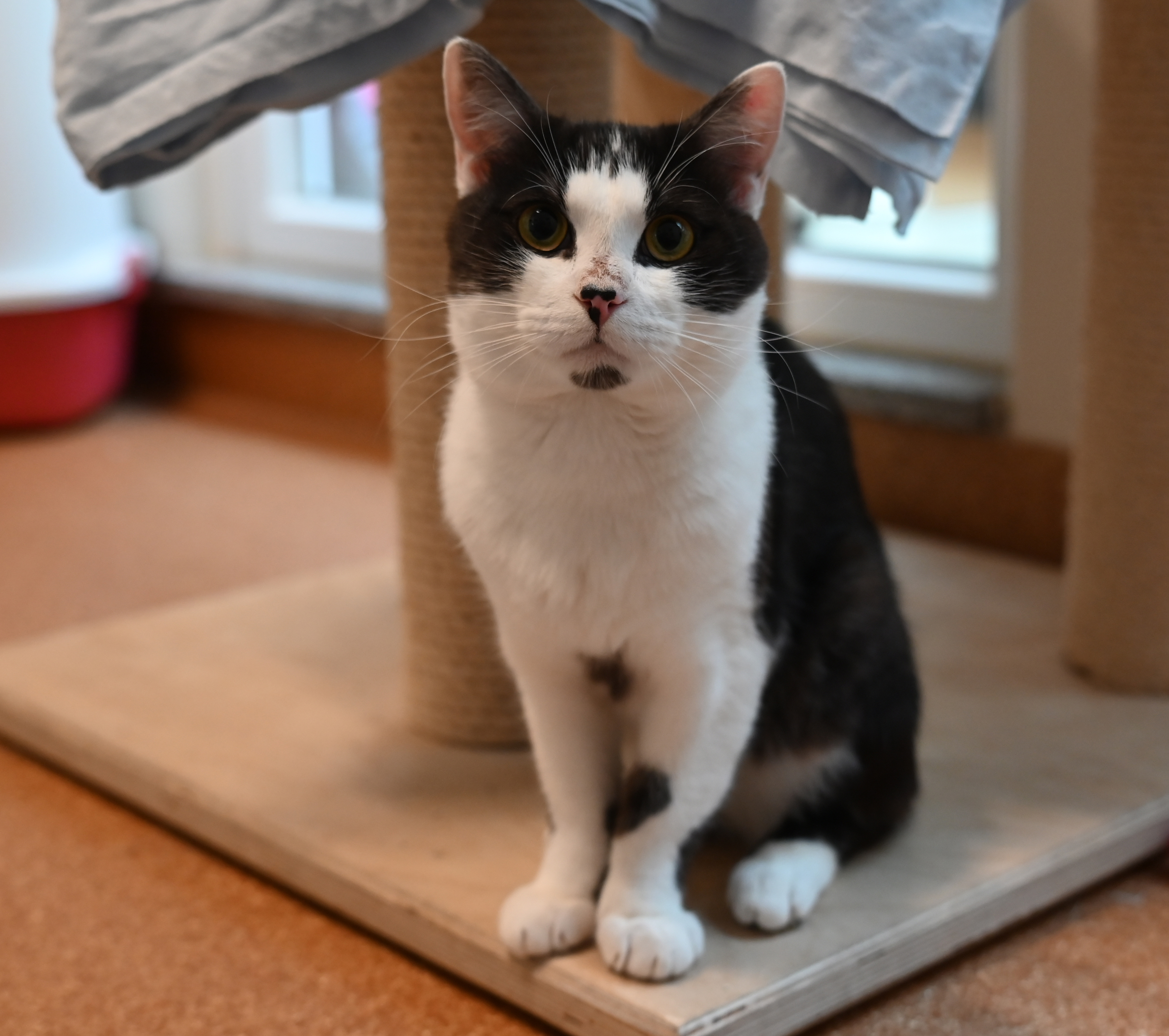 Schwarz-weißer Kater Nax im Katzenhaus.