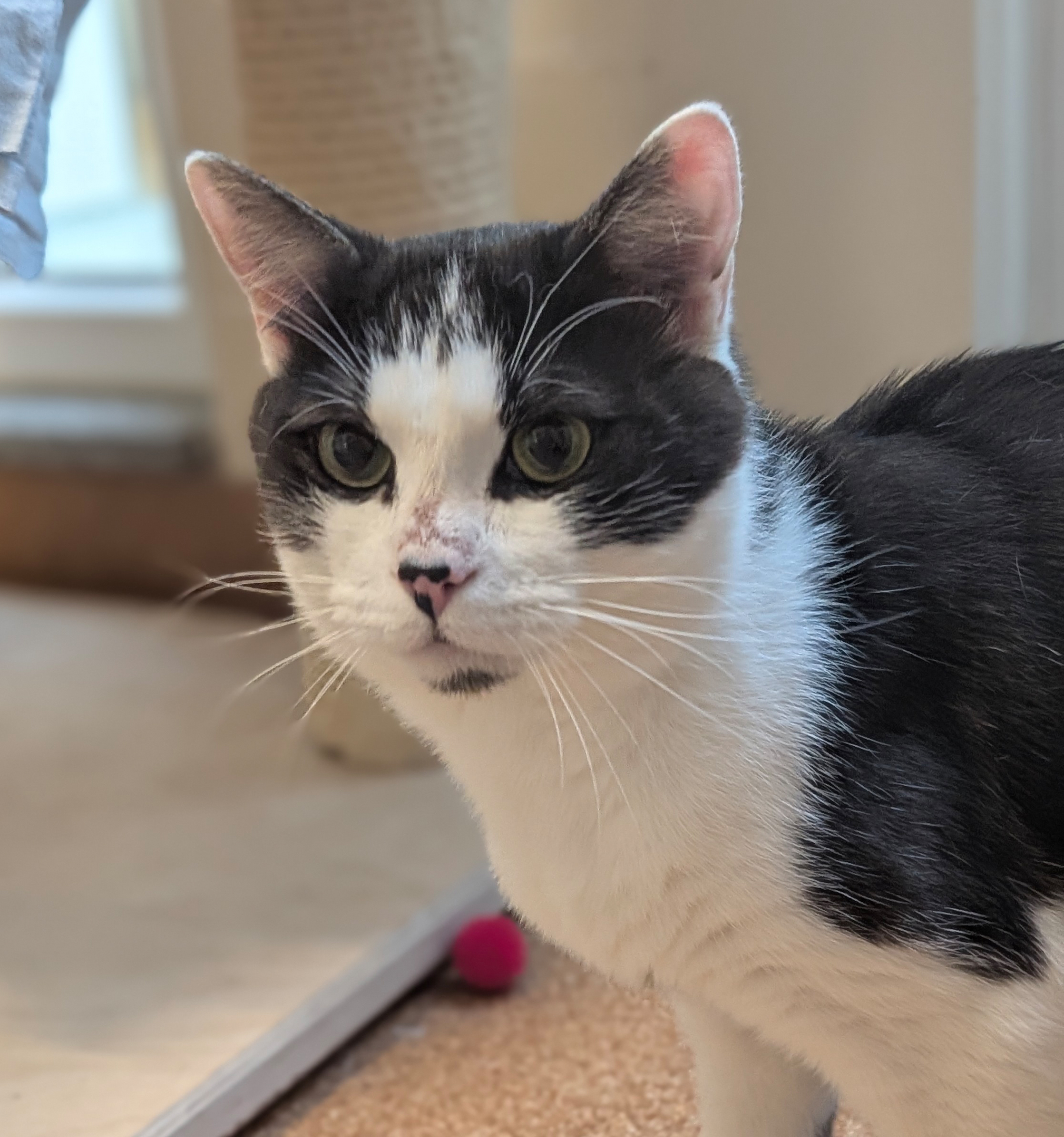Schwarz-weißer Kater Nax im Katzenhaus.