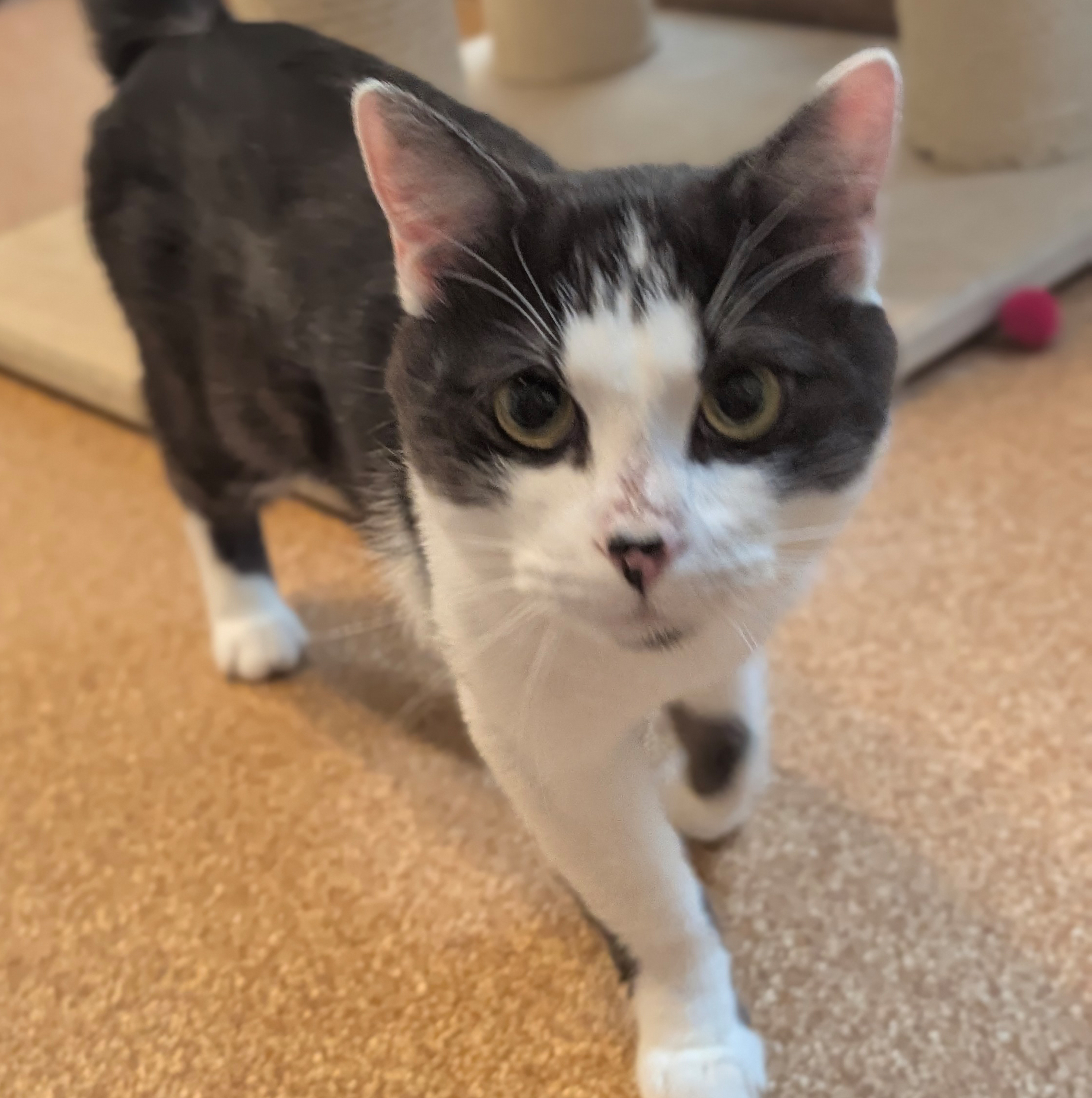 Schwarz-weißer Kater Nax im Katzenhaus.