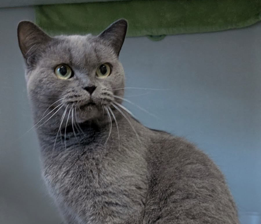 Queen im Porträt Graue Katze Queen mit dichtem kurzem Fell und grünen Augen im Porträt.