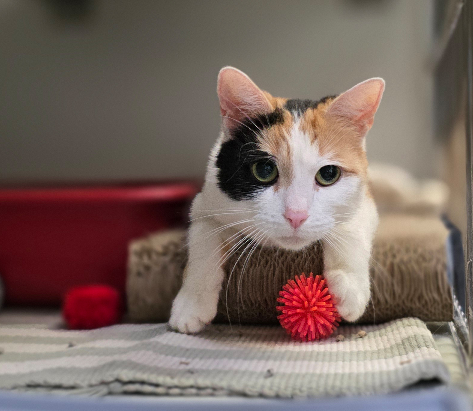 Shakira auf der Kratzpappe mit Spielball Die dreifarbige Katze Shakira liegt mit vorgestreckten Vorderpfoten auf einer Kratzpappe; davor liegt ein roter Spielball.