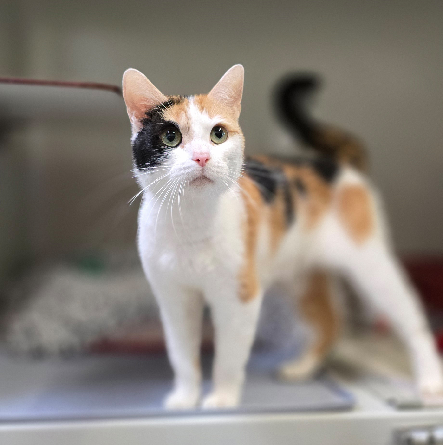 Shakira mit erhobenem Schwanz Die dreifarbige Katze Shakira steht mit erhobenem Schwanz und blickt nach vorn.