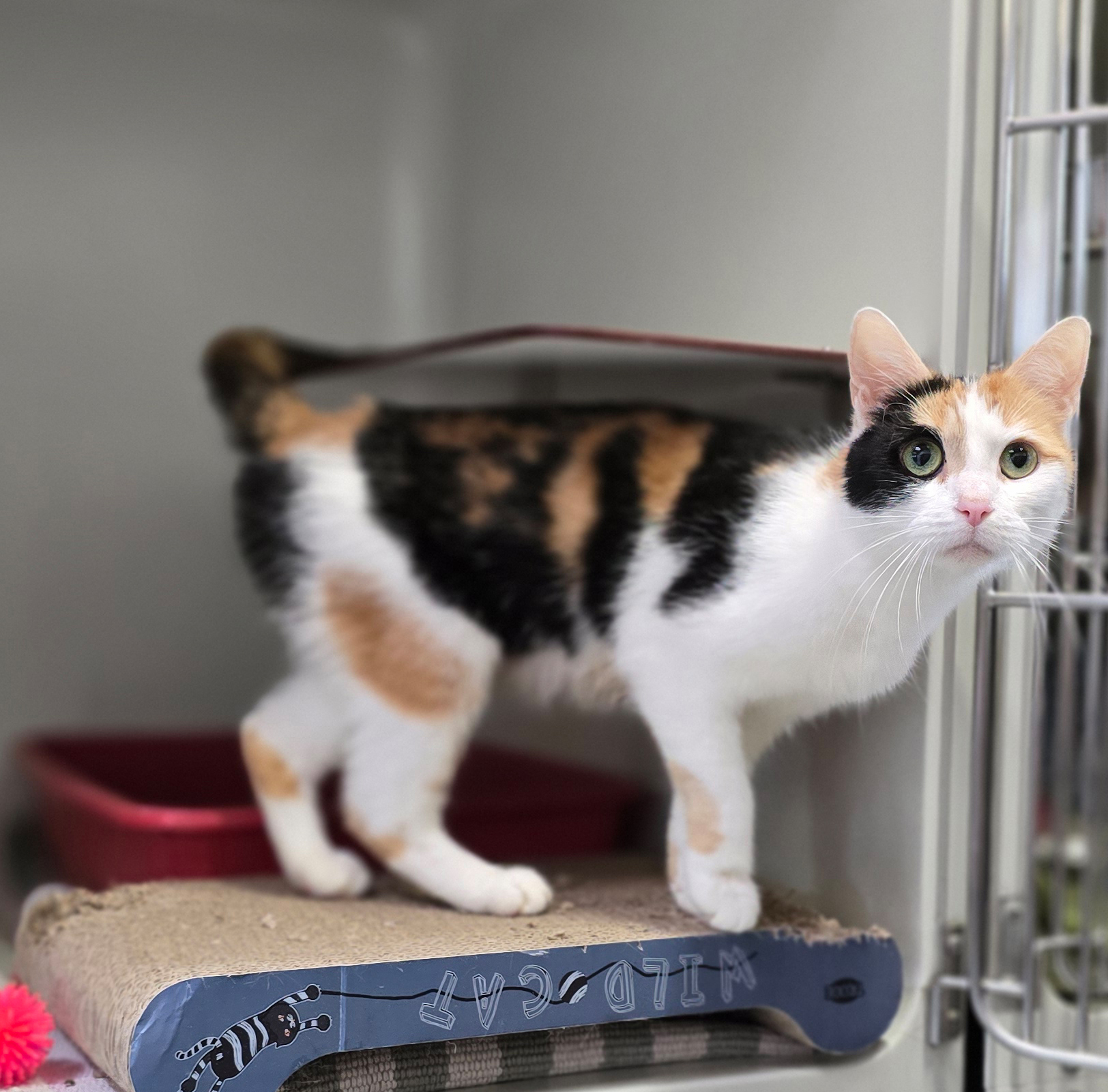 Shakira seitlich auf der Kratzpappe Die dreifarbige Katze Shakira steht seitlich auf einer Kratzpappe neben einer Gittertür und schaut zur Kamera.